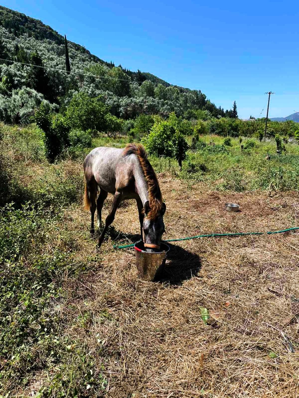 Lily Home_Lefkada ~ Private Country House Kondaraina Ngoại thất bức ảnh